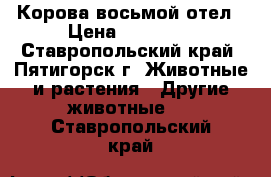 Корова восьмой отел › Цена ­ 55 000 - Ставропольский край, Пятигорск г. Животные и растения » Другие животные   . Ставропольский край